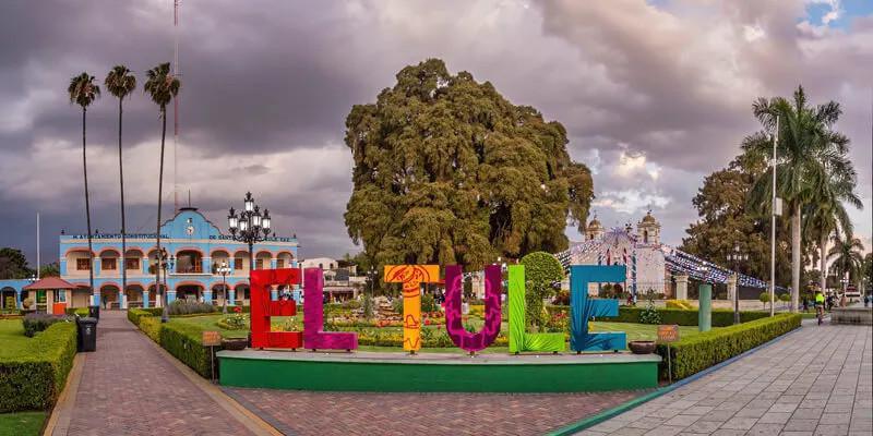 ÁRBOL DEL TULE ÁRBOL DEL TULE