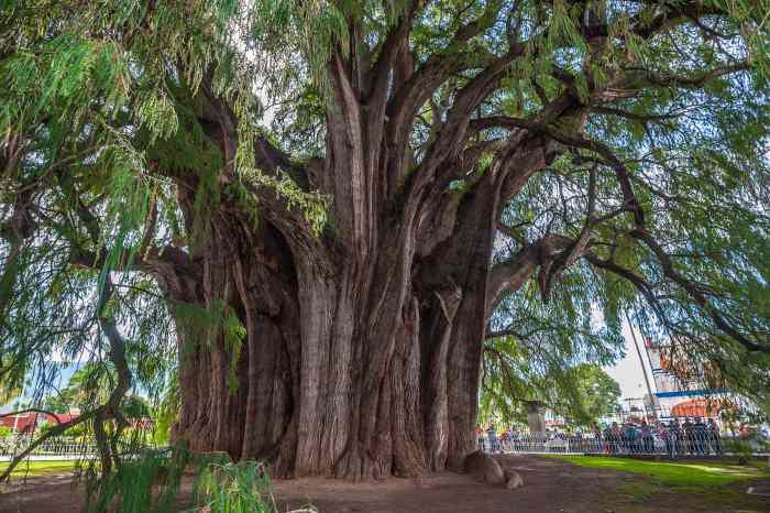 ÁRBOL DEL TULE ÁRBOL DEL TULE