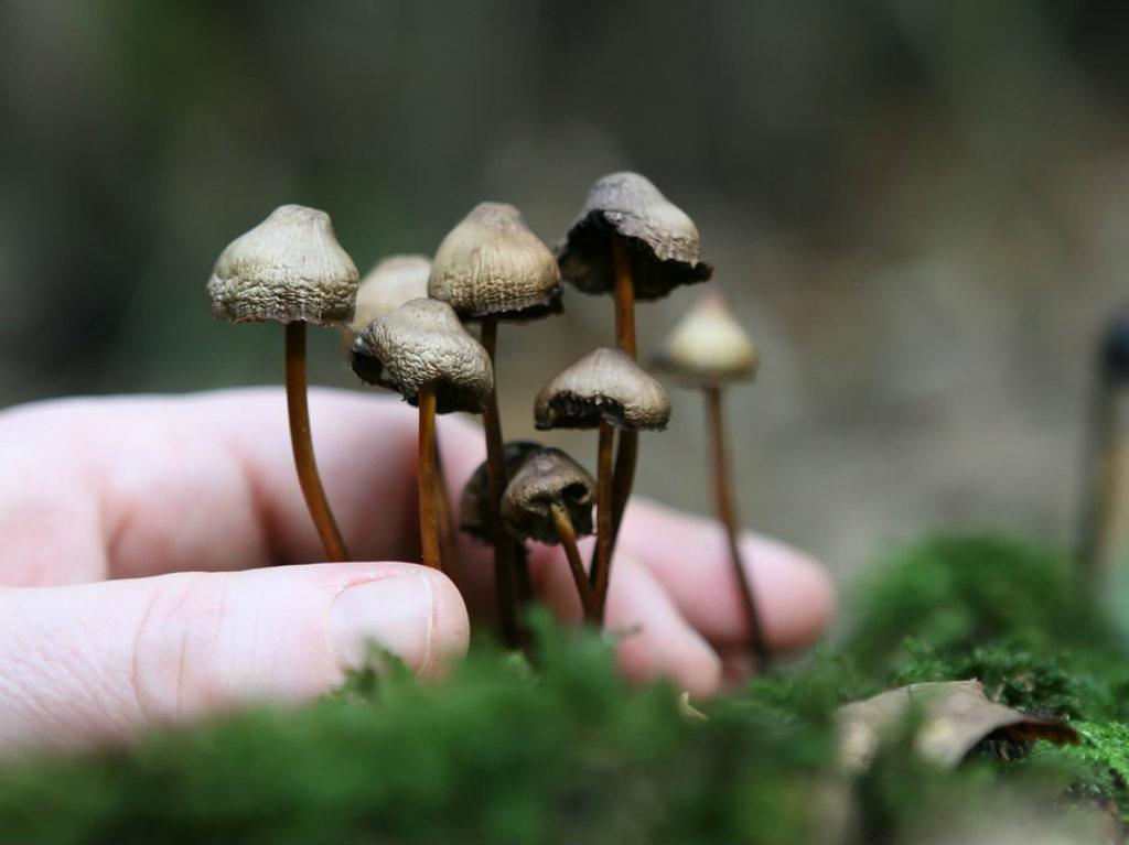 SAN JOSÉ DEL PACÍFICO SAN JOSÉ DEL PACÍFICO