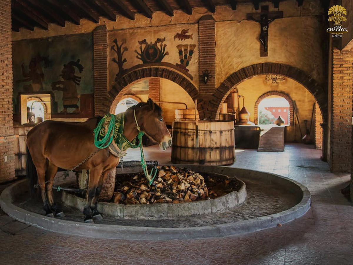 MEZCAL CASA CHAGOYA MEZCAL CASA CHAGOYA