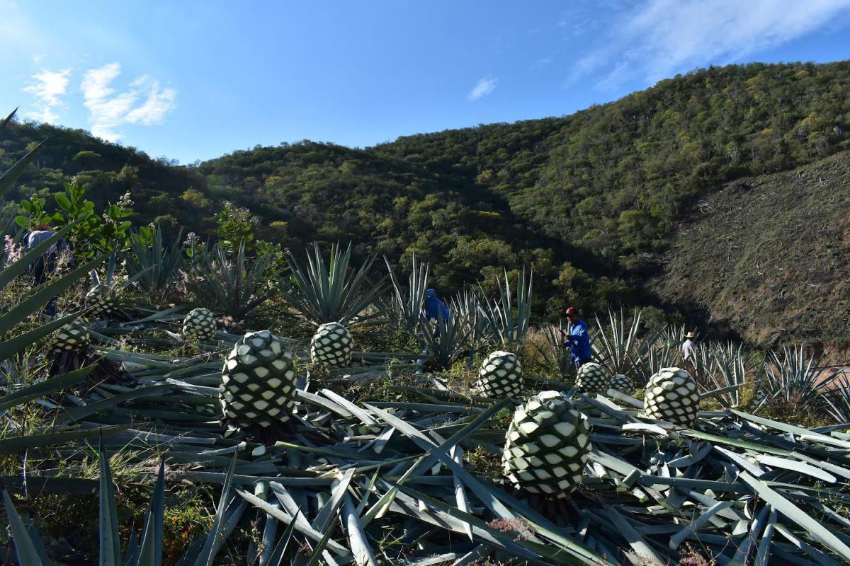 MEZCAL CASA CHAGOYA MEZCAL CASA CHAGOYA