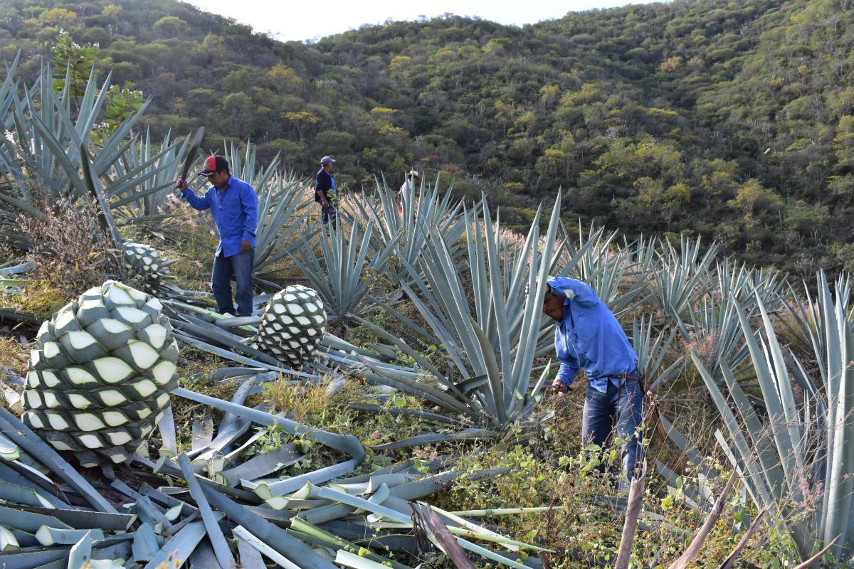 MEZCAL CASA CHAGOYA MEZCAL CASA CHAGOYA