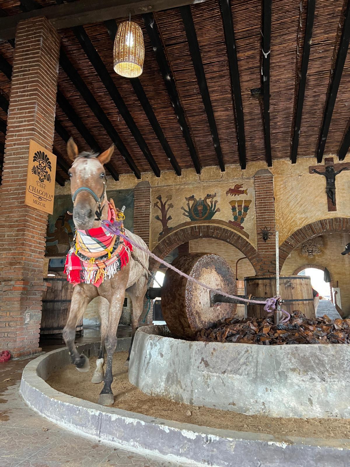 MEZCAL CASA CHAGOYA MEZCAL CASA CHAGOYA