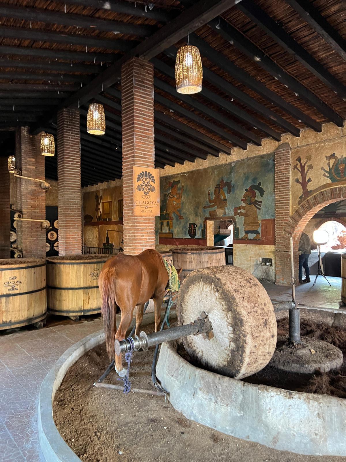 MEZCAL CASA CHAGOYA MEZCAL CASA CHAGOYA