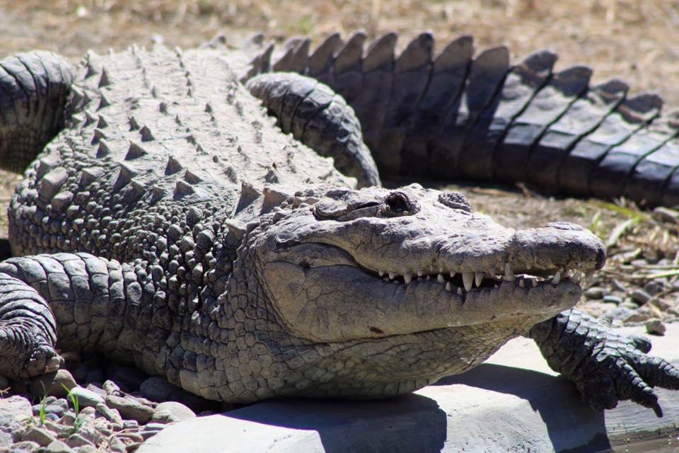 SANTUARIO DEL JAGUAR YAGUAR XOO SANTUARIO DEL JAGUAR YAGUAR XOO