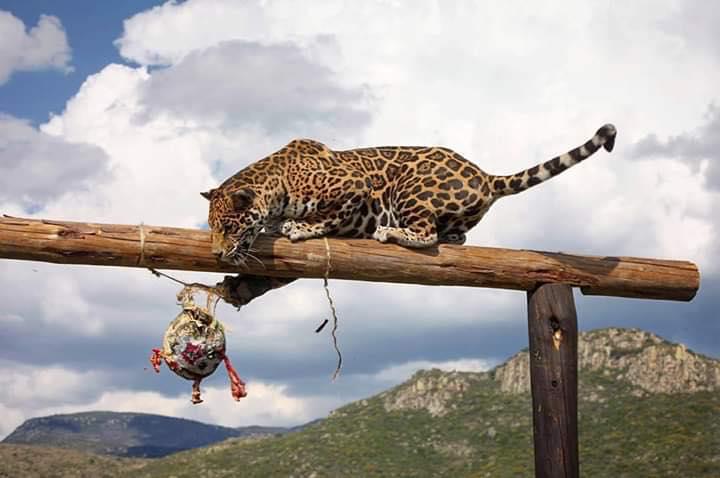 SANTUARIO DEL JAGUAR YAGUAR XOO SANTUARIO DEL JAGUAR YAGUAR XOO