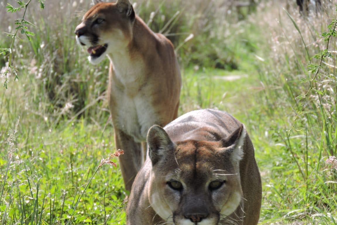 SANTUARIO DEL JAGUAR YAGUAR XOO SANTUARIO DEL JAGUAR YAGUAR XOO