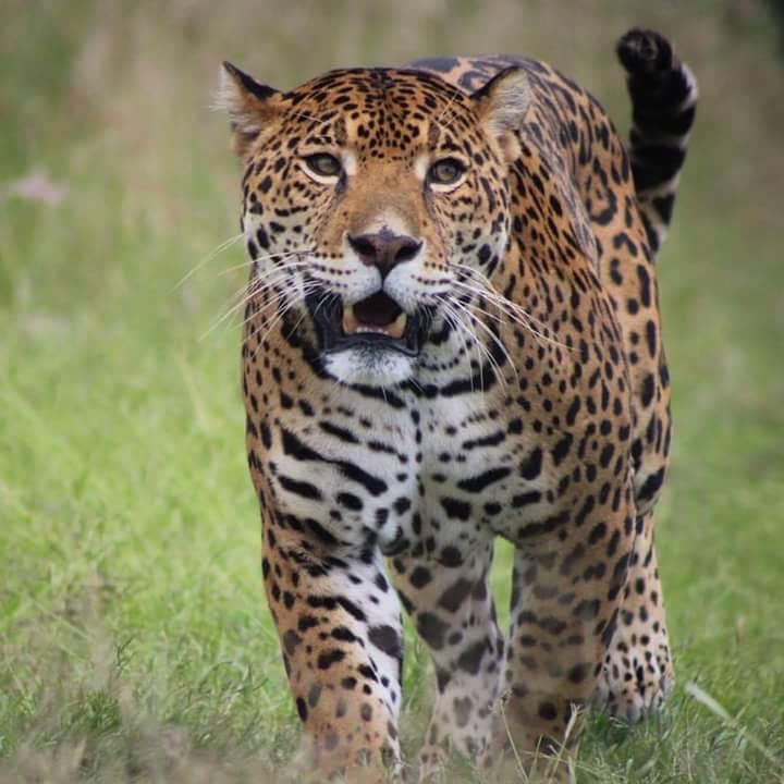 SANTUARIO DEL JAGUAR YAGUAR XOO SANTUARIO DEL JAGUAR YAGUAR XOO