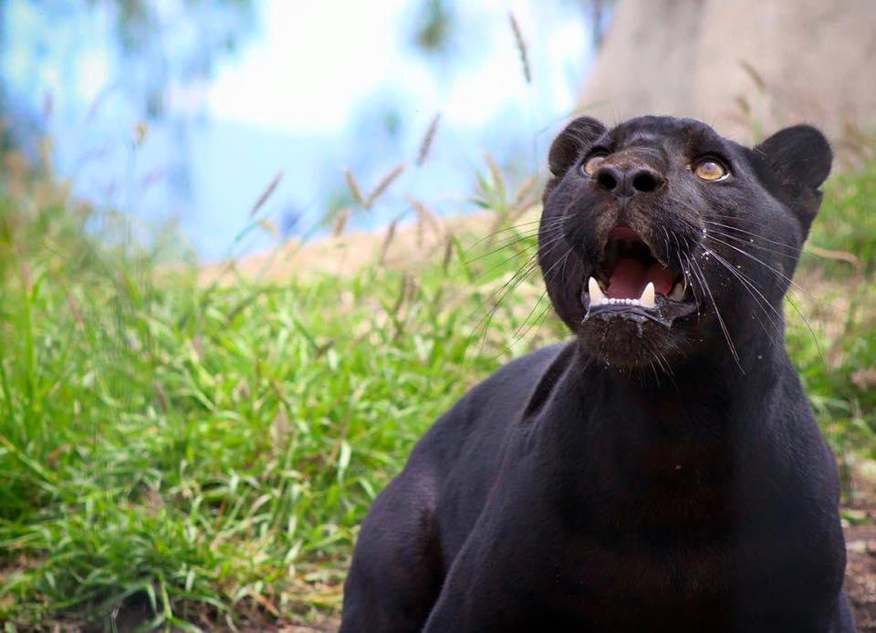 SANTUARIO DEL JAGUAR YAGUAR XOO SANTUARIO DEL JAGUAR YAGUAR XOO
