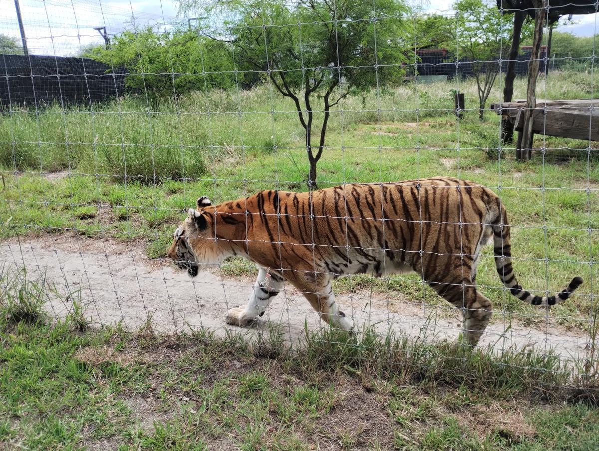 SANTUARIO DEL JAGUAR YAGUAR XOO SANTUARIO DEL JAGUAR YAGUAR XOO
