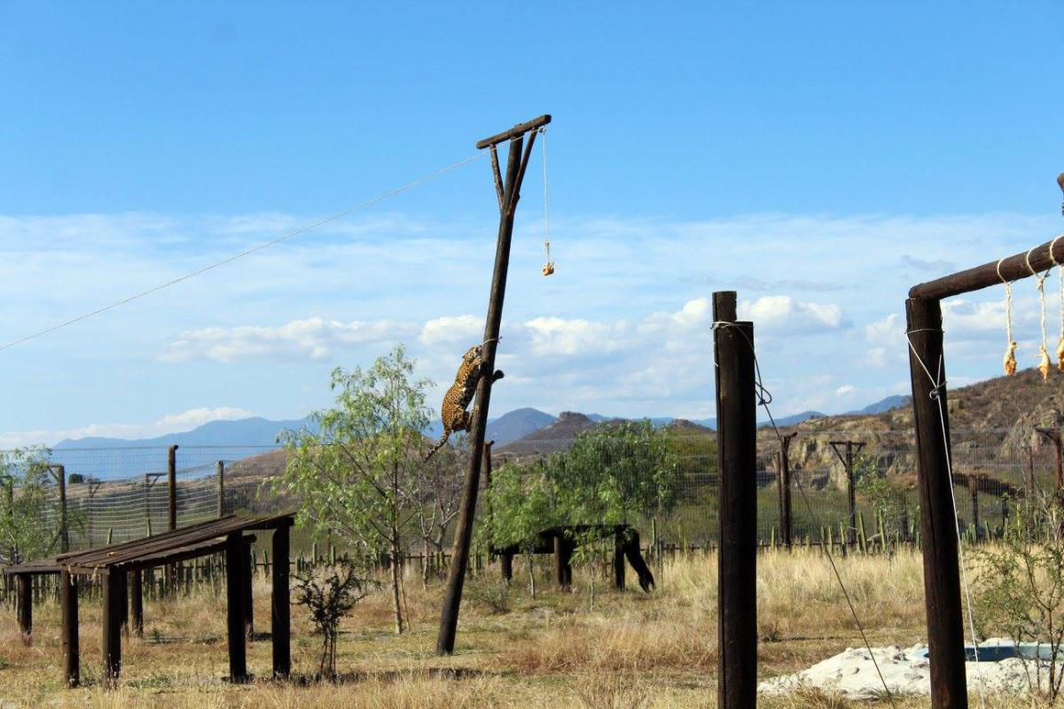 SANTUARIO DEL JAGUAR YAGUAR XOO