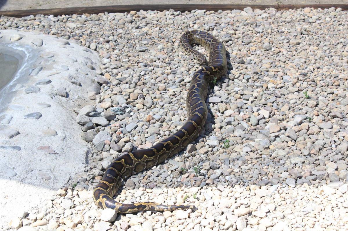 SANTUARIO DEL JAGUAR YAGUAR XOO SANTUARIO DEL JAGUAR YAGUAR XOO