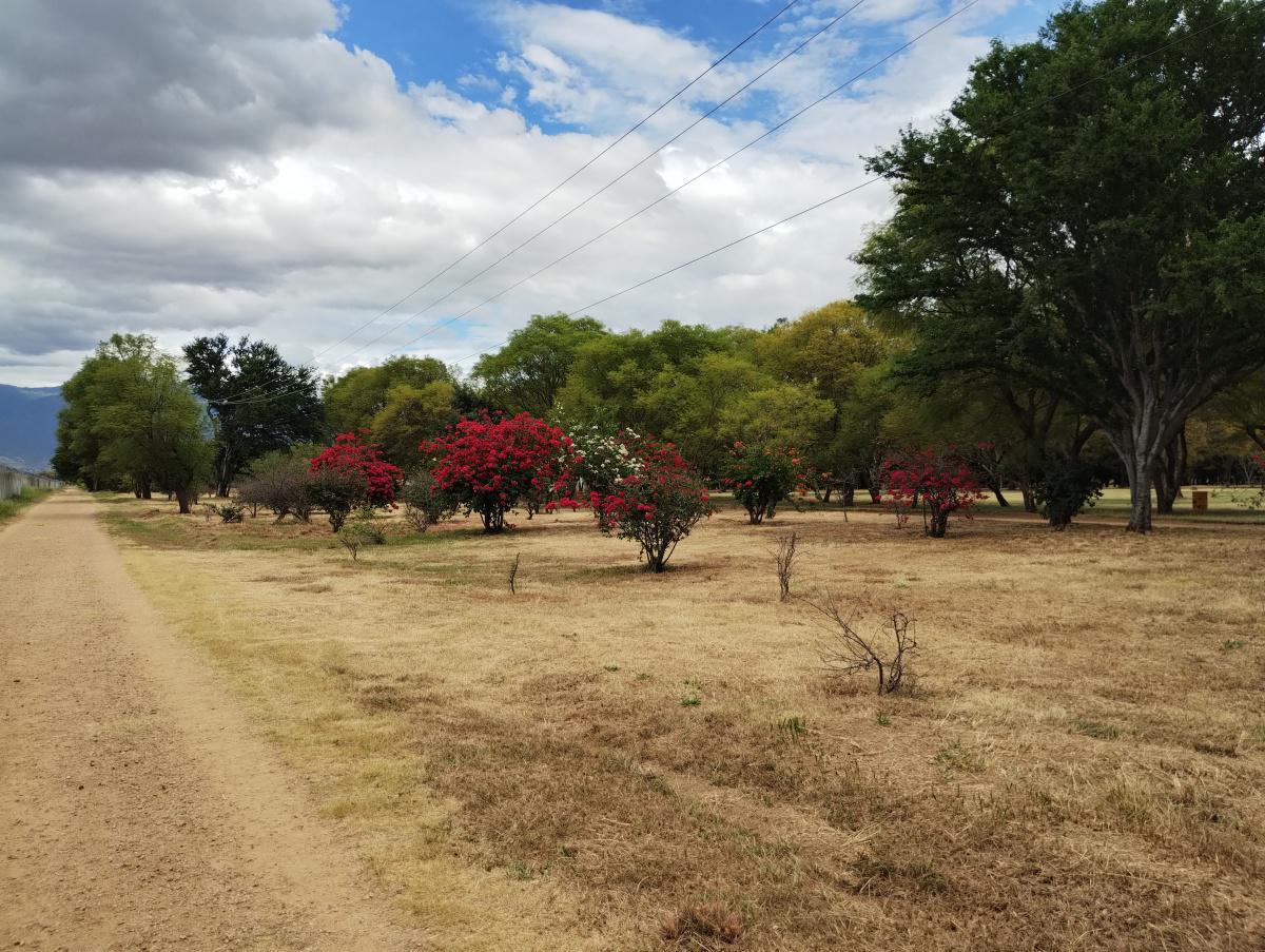 BOSQUE EL TEQUIO BOSQUE EL TEQUIO