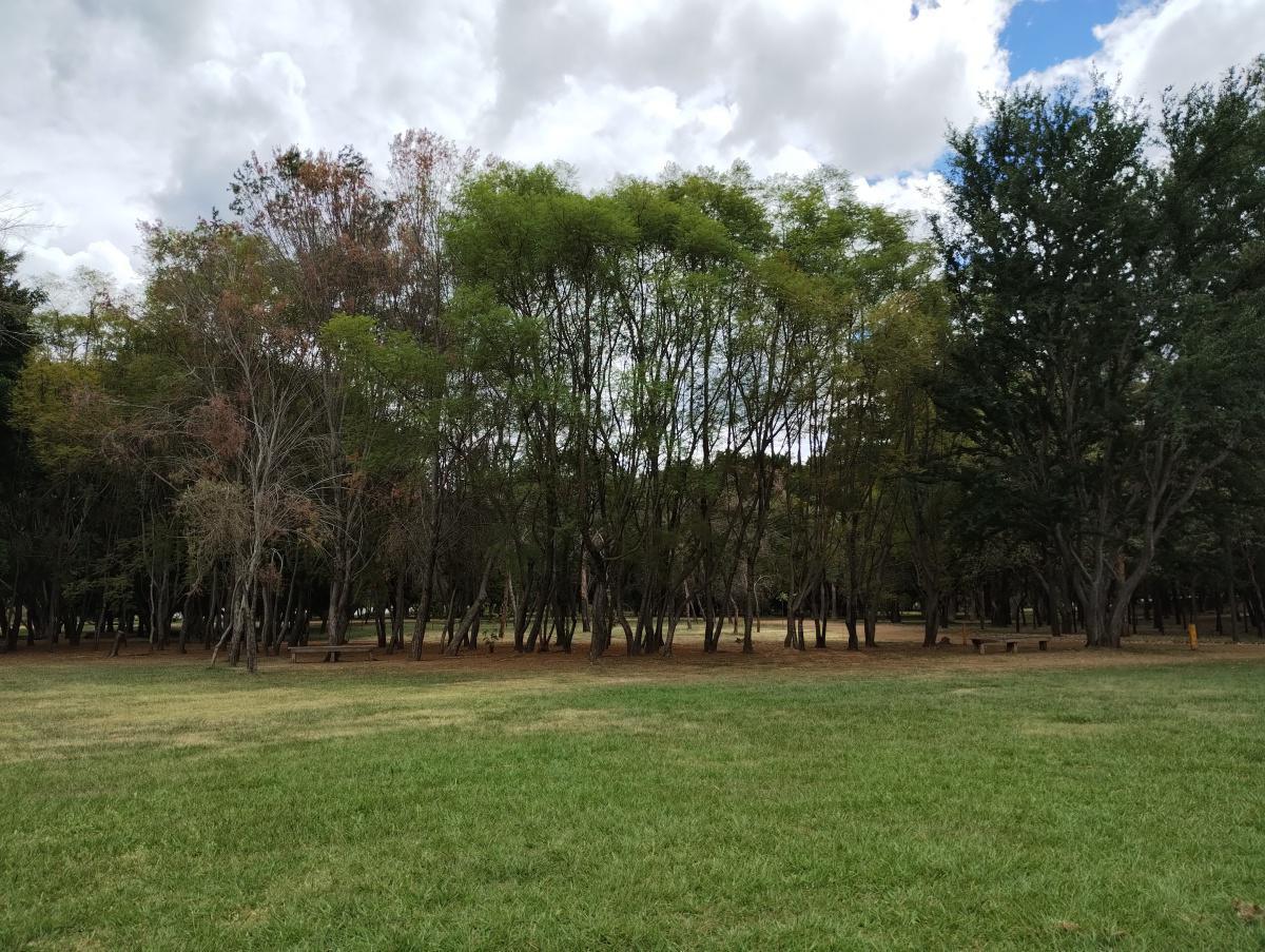 BOSQUE EL TEQUIO BOSQUE EL TEQUIO