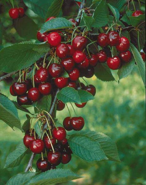 La Soupe aux Cerises