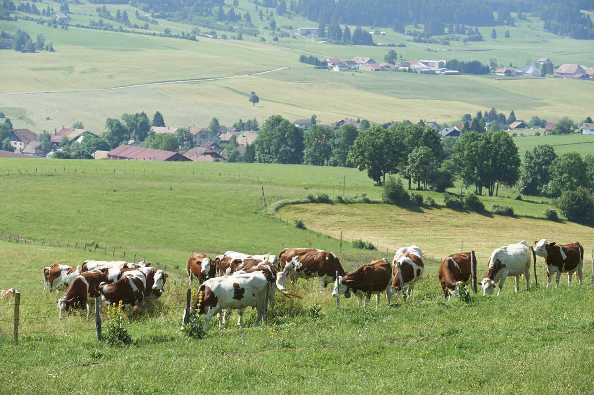 La Vache Montbéliarde