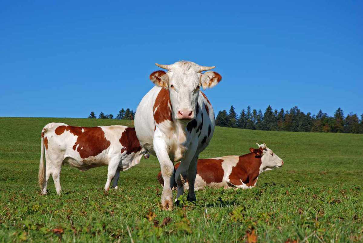 La Vache Montbéliarde