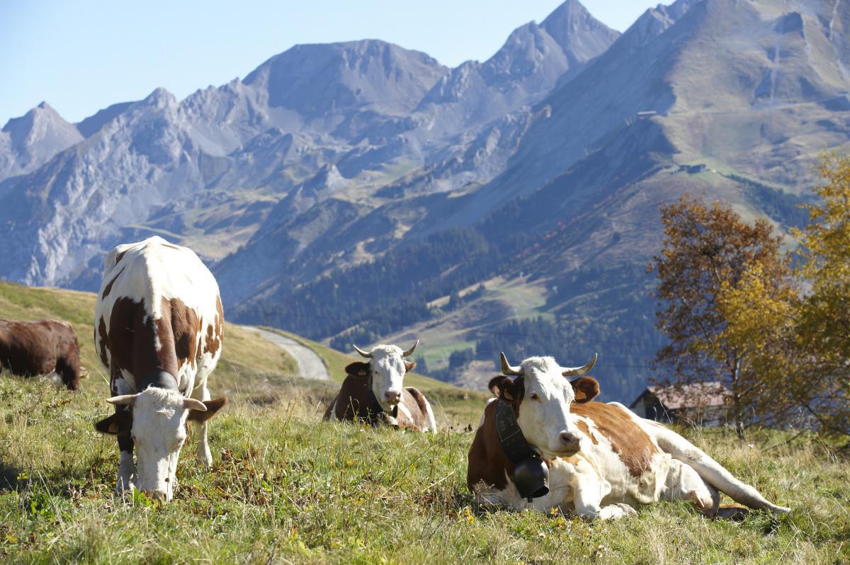 La Vache Montbéliarde