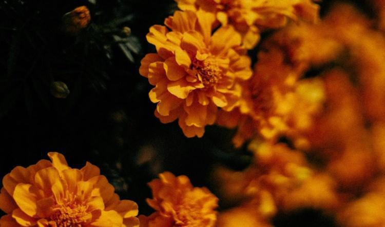 2025 Eclipse season on the Virgo-Pisces axis