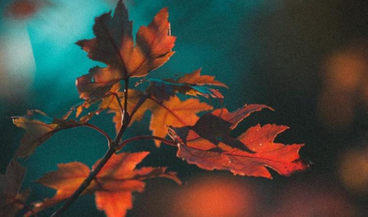 The astrological energies of November 2025