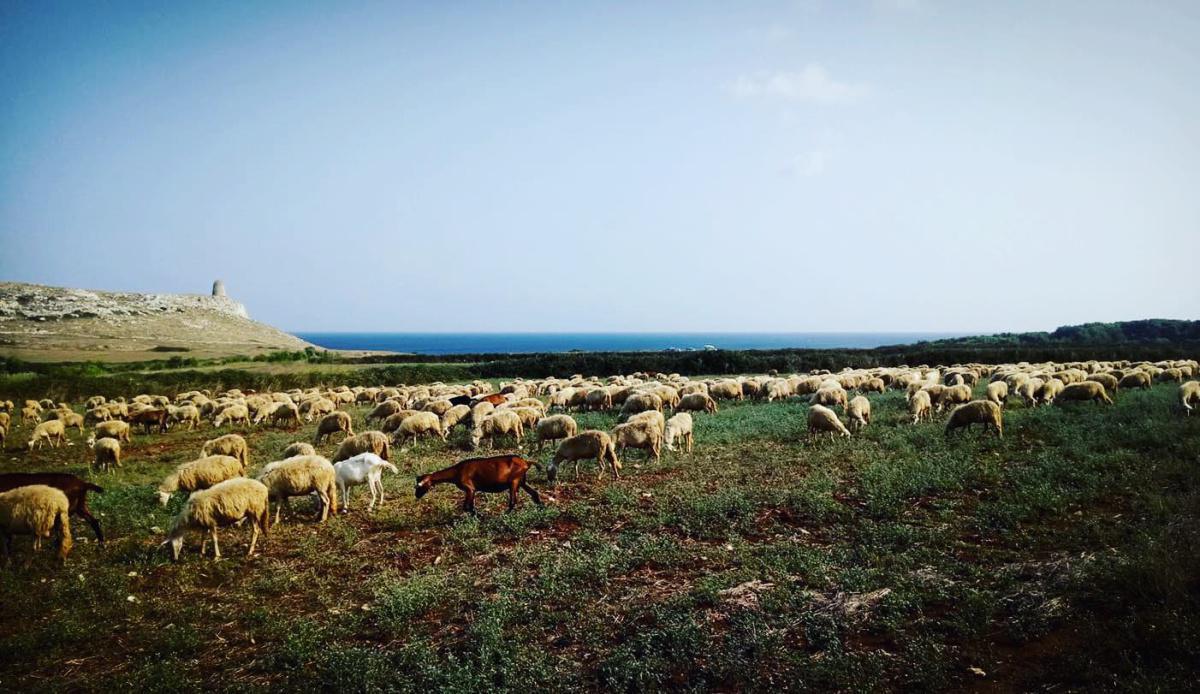 Alla scoperta della tradizione casearia salentina Alla scoperta della tradizione casearia salentina