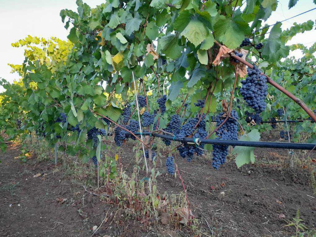 Tenuta Merico Tenuta Merico