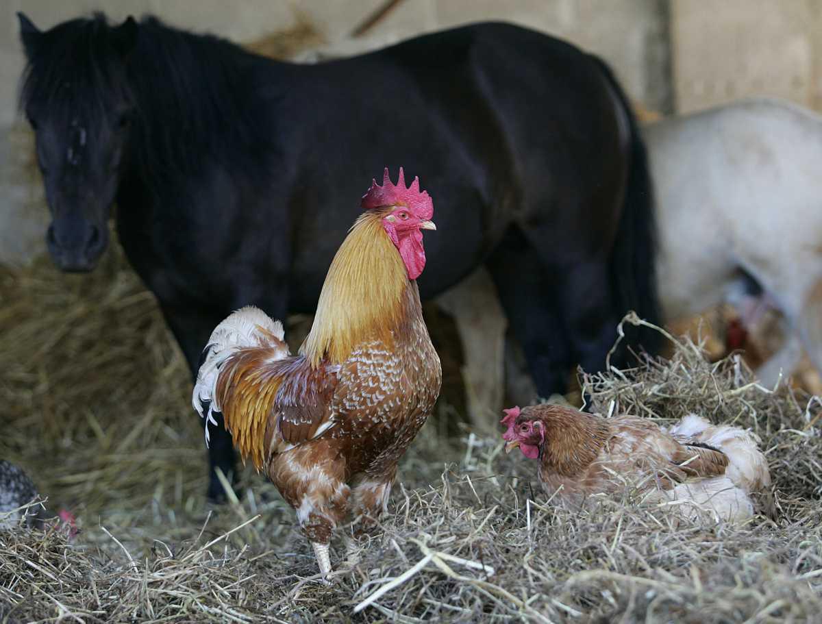 La Fattoria La Fattoria