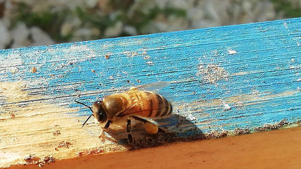 Bee Home - La casa delle api Bee Home - La casa delle api