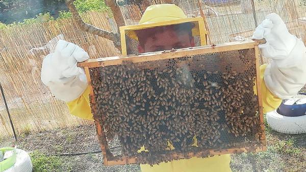 Bee Home - La casa delle api Bee Home - La casa delle api