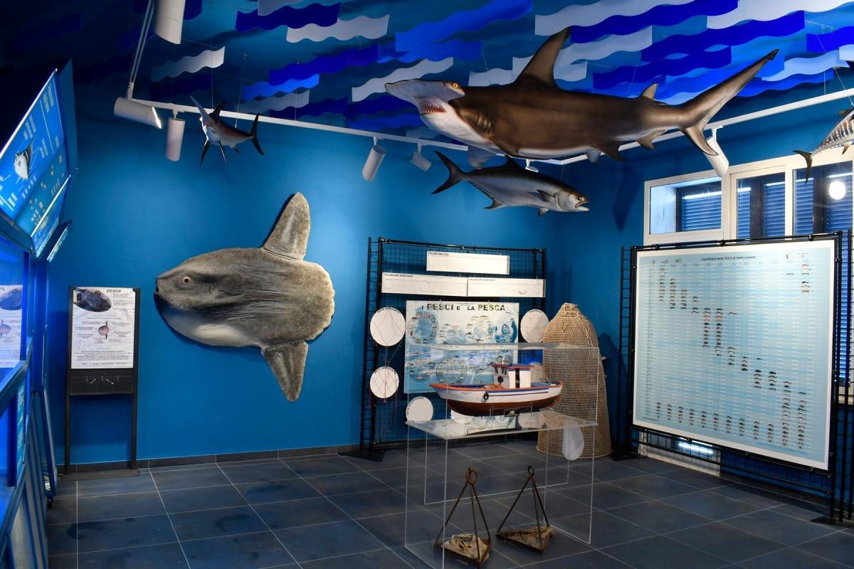 Museo Biologia Marina - Porto Cesareo Museo Biologia Marina - Porto Cesareo