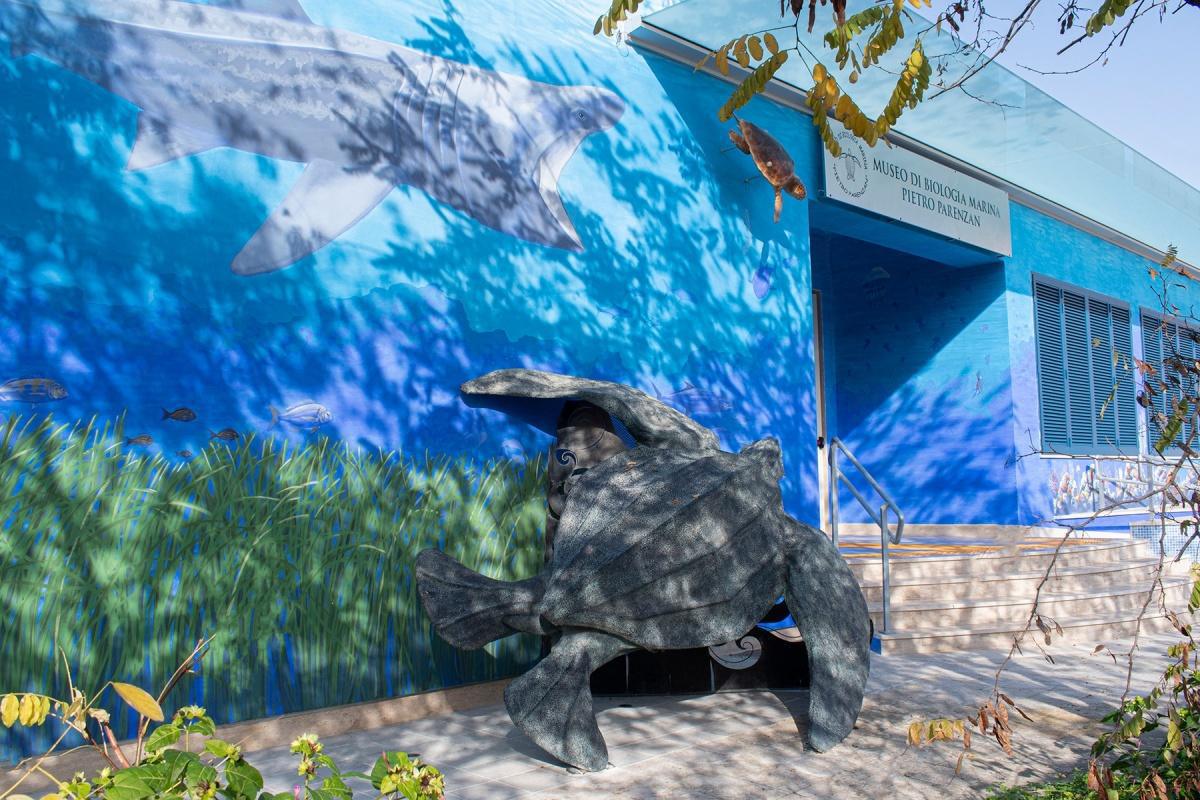 Museo Biologia Marina - Porto Cesareo Museo Biologia Marina - Porto Cesareo