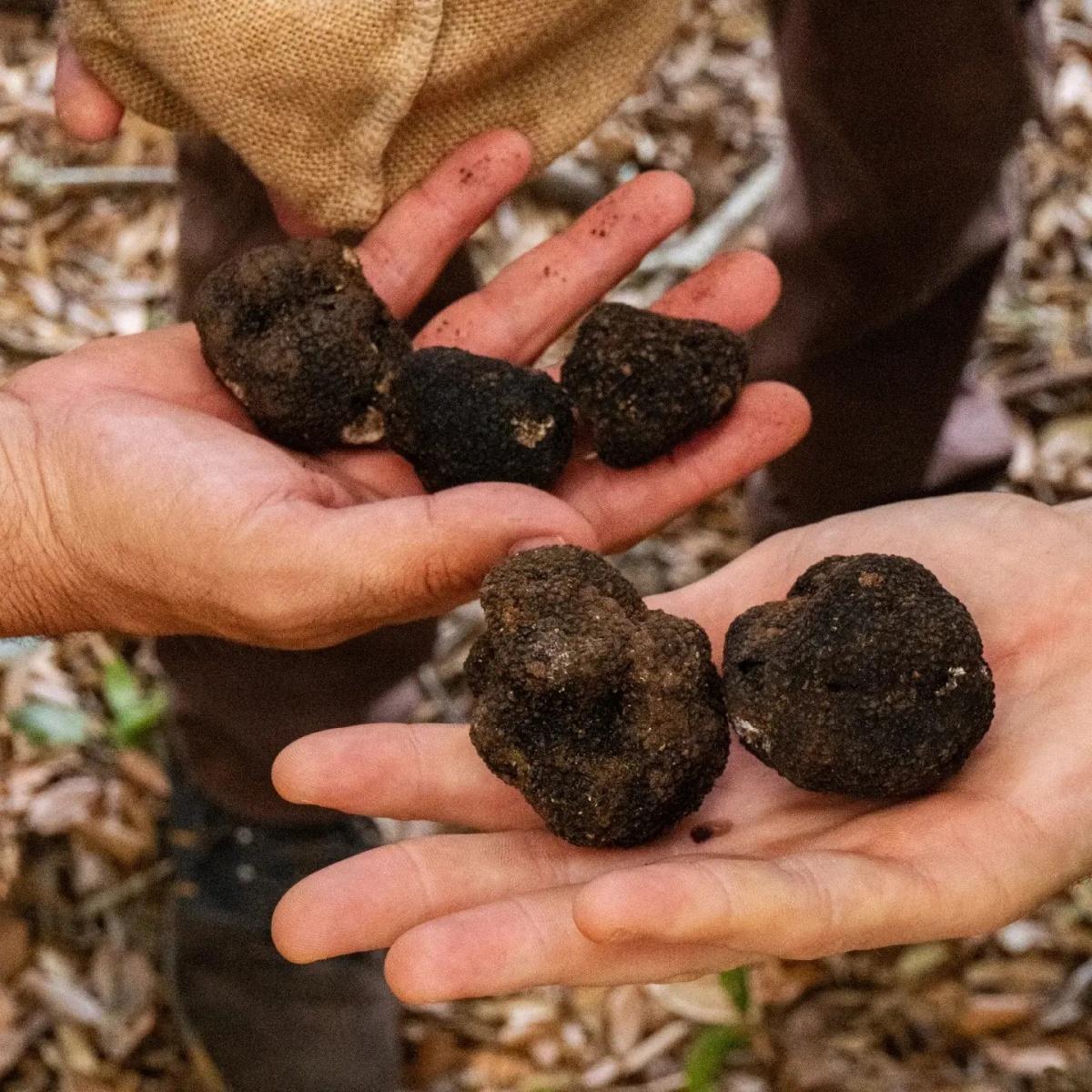 CACCIA AL TARTUFO CACCIA AL TARTUFO