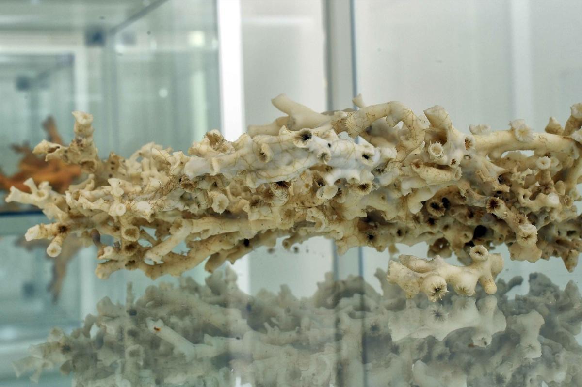 Leukos - Museo Civico del Corallo Bianco Leukos - Museo Civico del Corallo Bianco