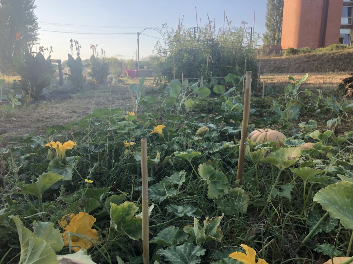 Potager des collaborateurs