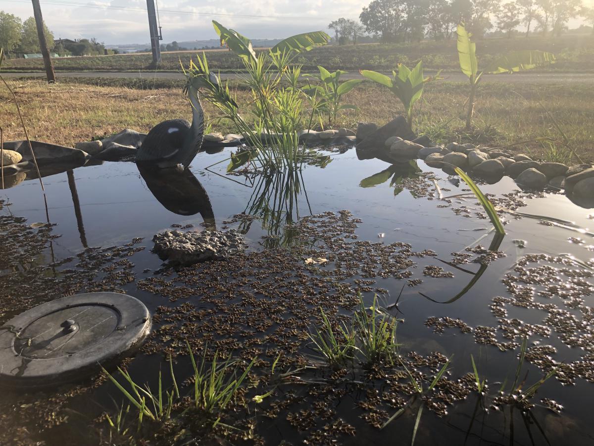 Potager des collaborateurs