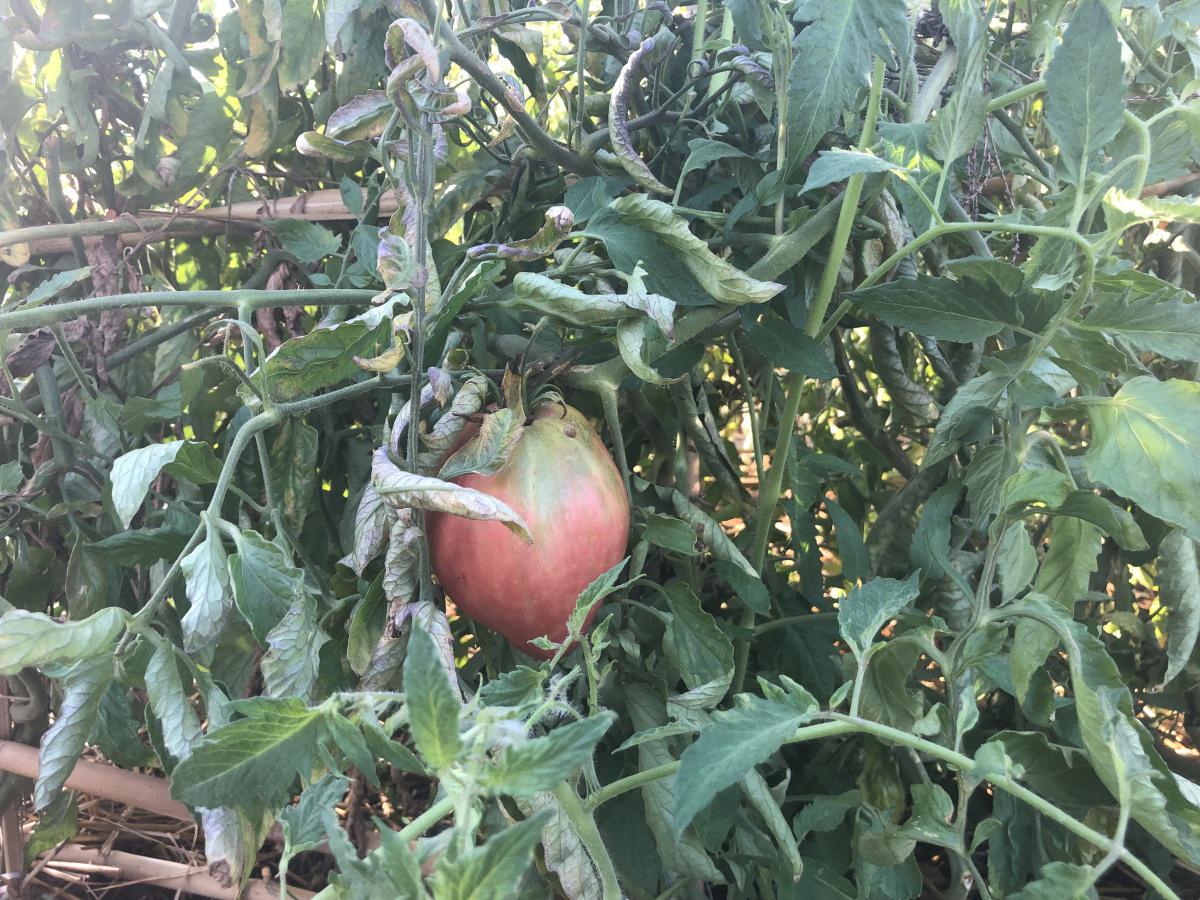 Potager des collaborateurs