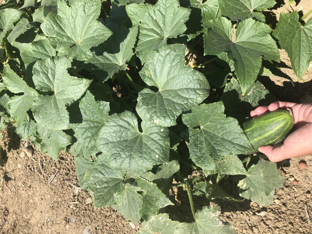 Potager des collaborateurs Potager des collaborateurs