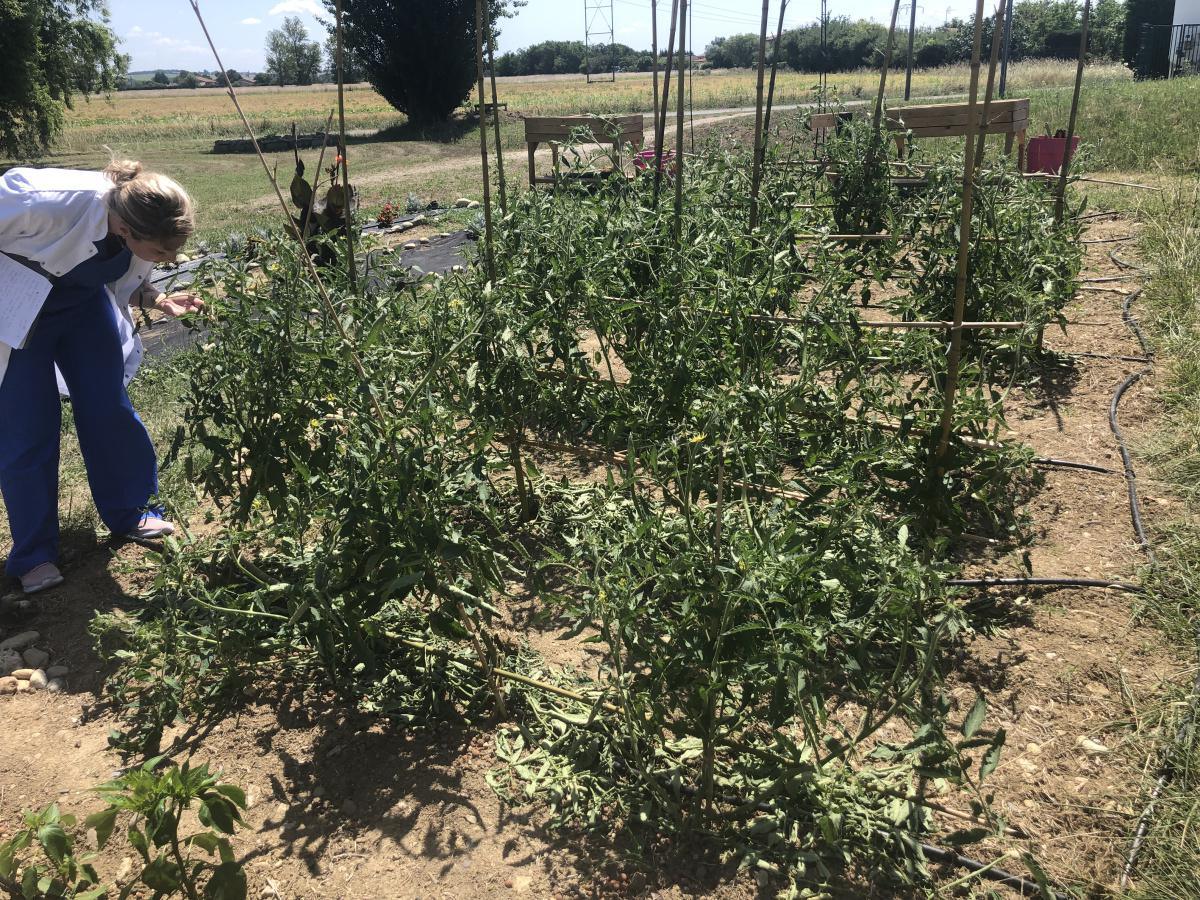 Potager des collaborateurs