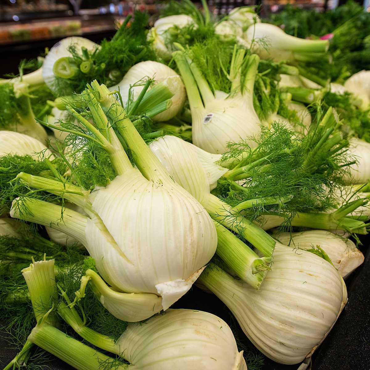 Fennel (Foeniculum vulgare)
