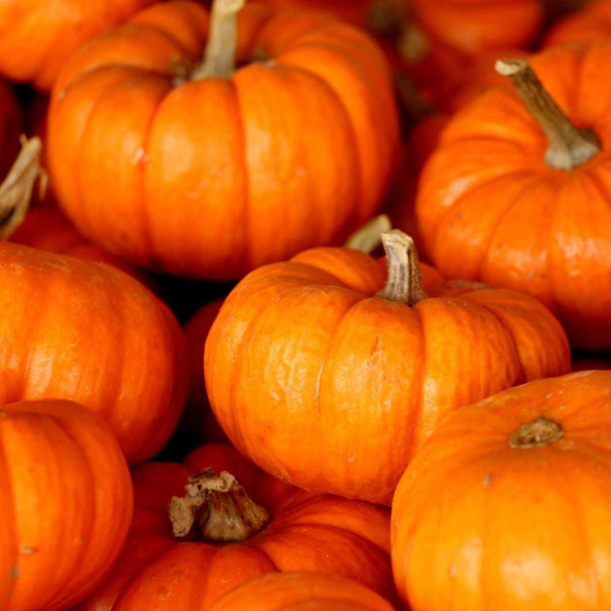 Pumpkin