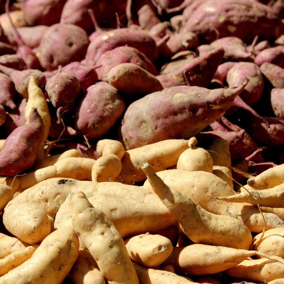 Sweet potato (Ipomoea batatas)