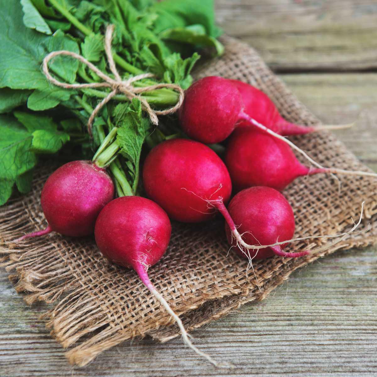 Radish