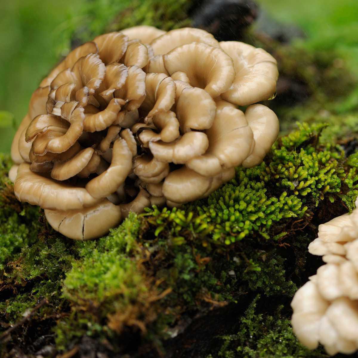 Maitake (Grifola frondosa)