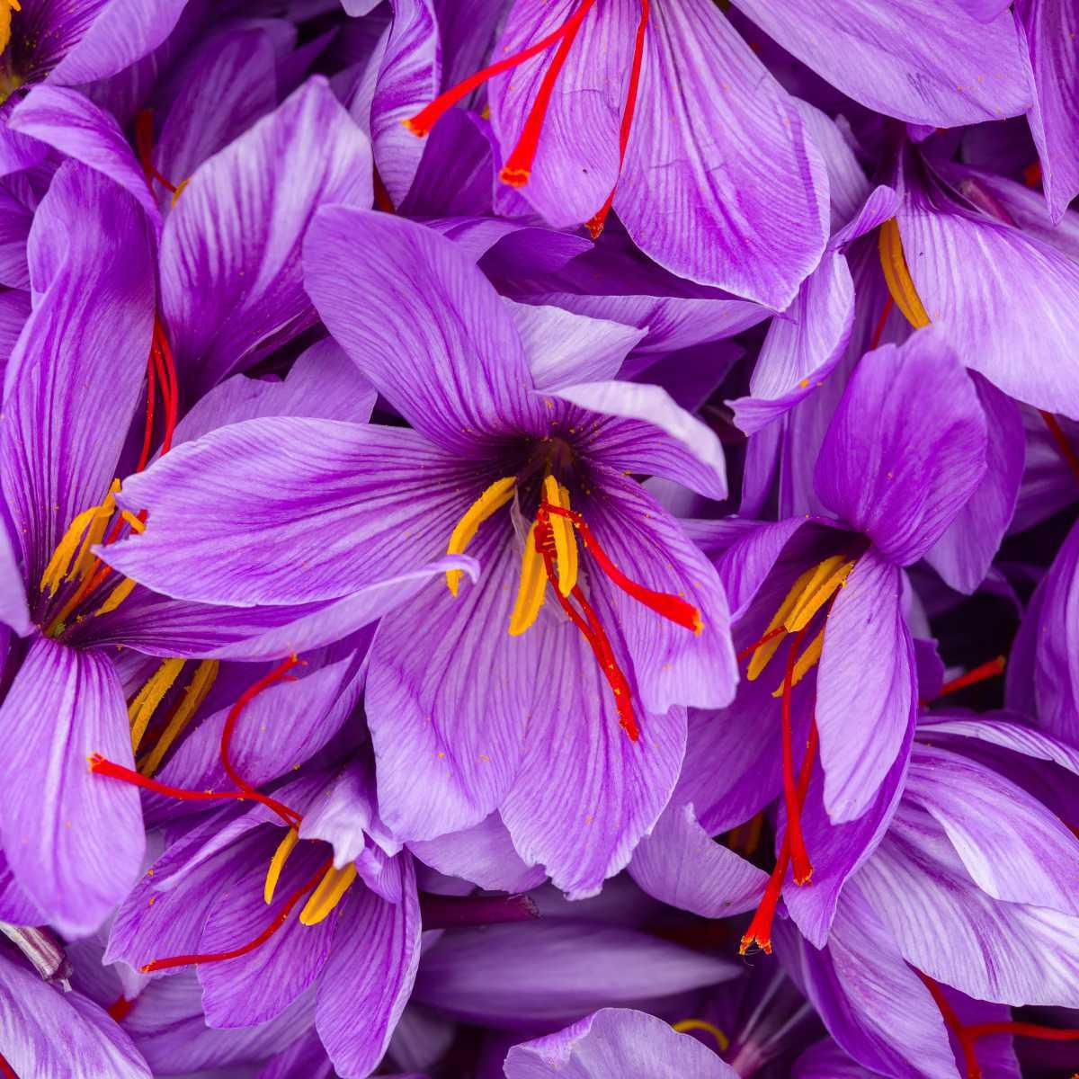 Saffron (Crocus sativus)