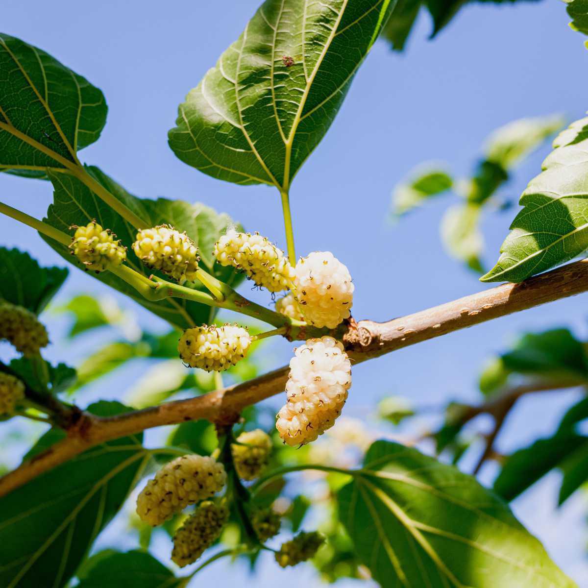 White Mulberry (Morus alba)