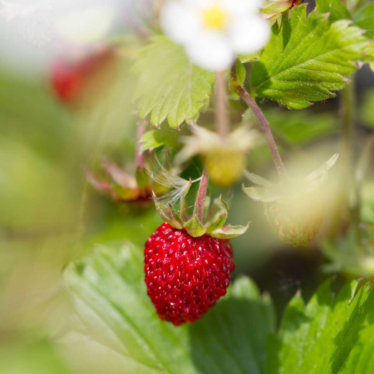 Wild Strawberry (Fragaria vesca L.)