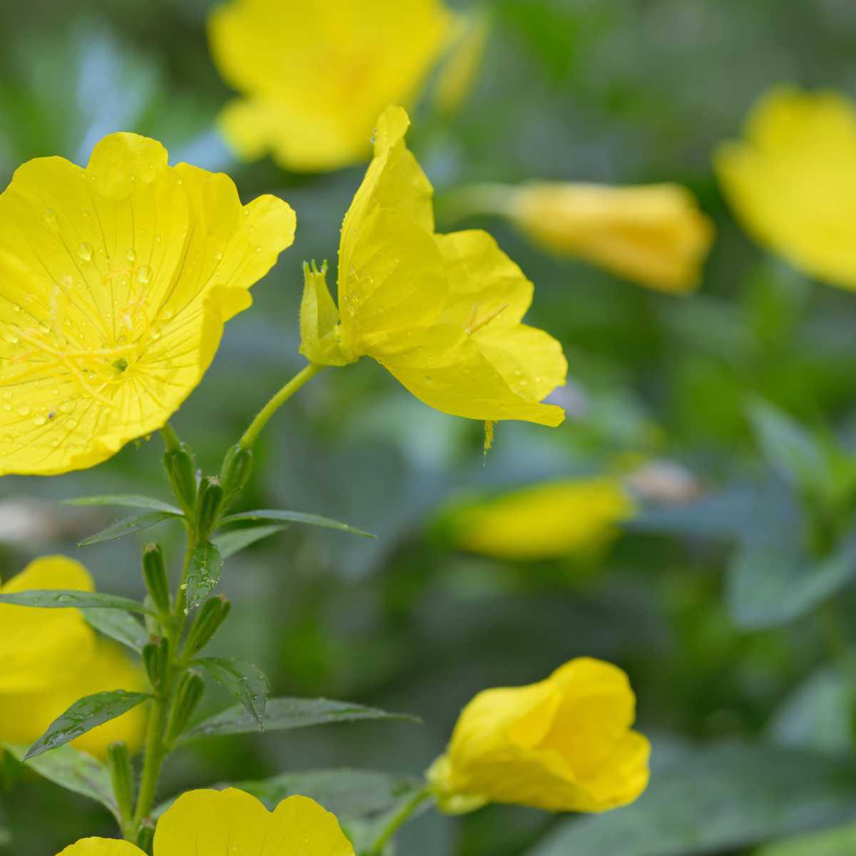 Evening Primrose (Oenothera biennis)