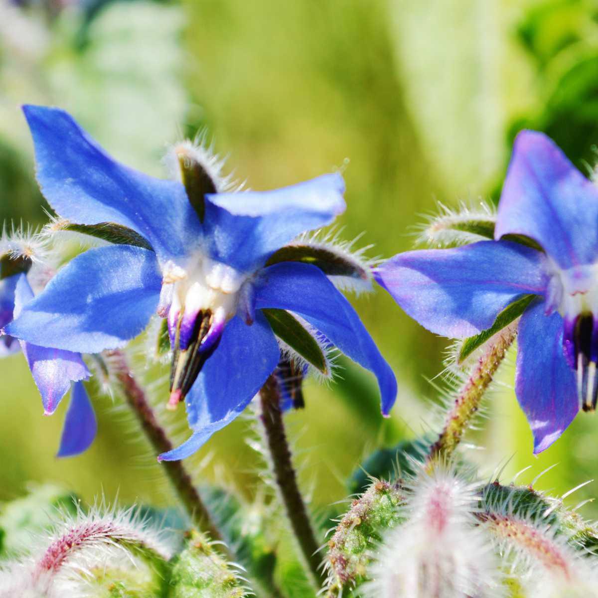 Borage (Borago officinalis) Borage (Borago officinalis)