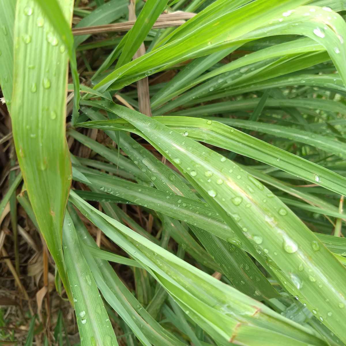 Citronella (Cymbopogon nardus L.)