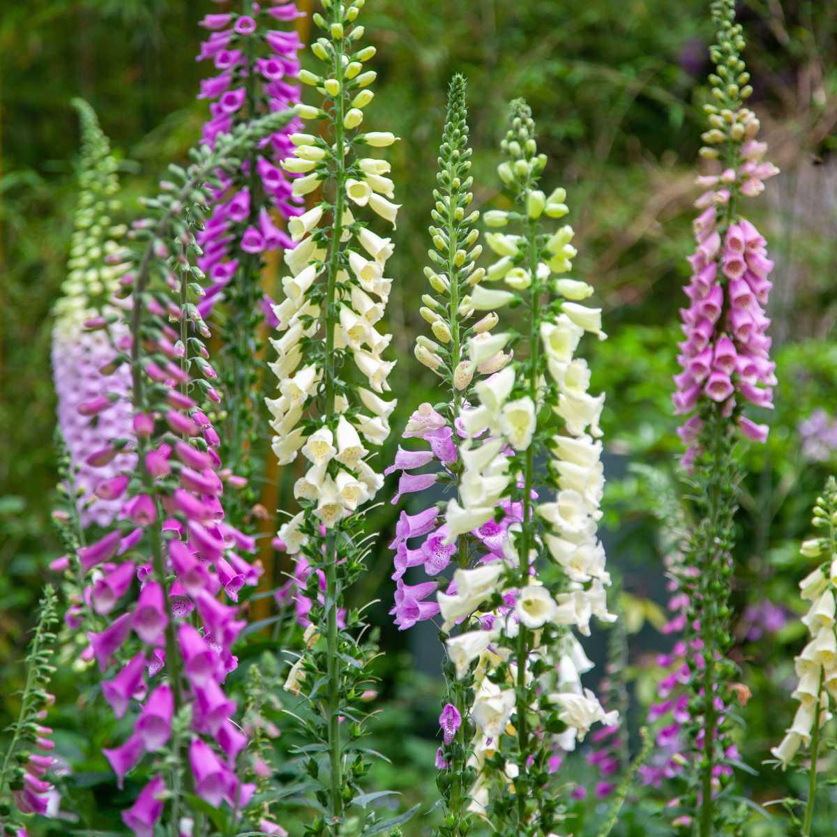 Foxglove (Digitalis purpurea)